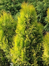 Thuja plicata 'Tiger Gold' 
